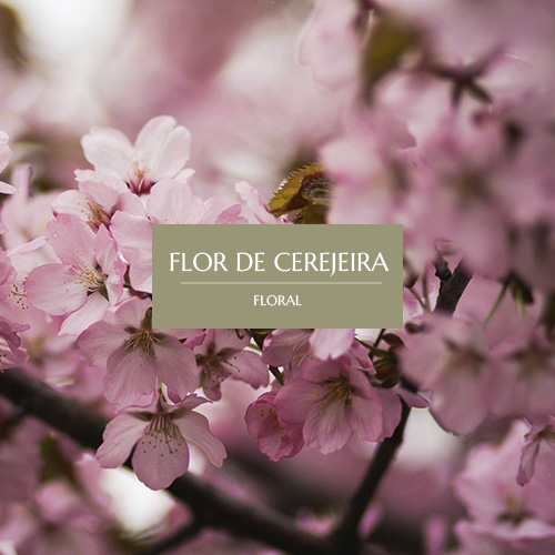 FLOR DE CEREJEIRA